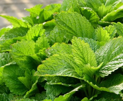 Як відрізнити лікарські рослини від їх подібників