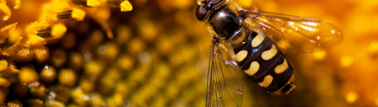 Кількість комах у світі зменшується через промислове сільське господарство