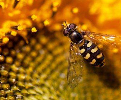 Кількість комах у світі зменшується через промислове сільське господарство