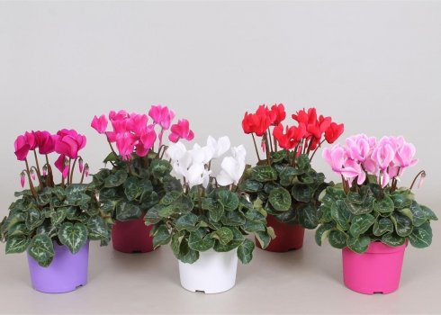 Цикламен персидский: уход в домашних условиях