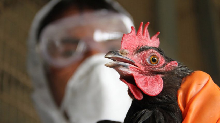 Курка і ветеринар