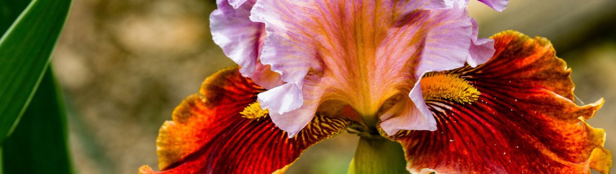 Хвороби ірису: причини та методи лікування