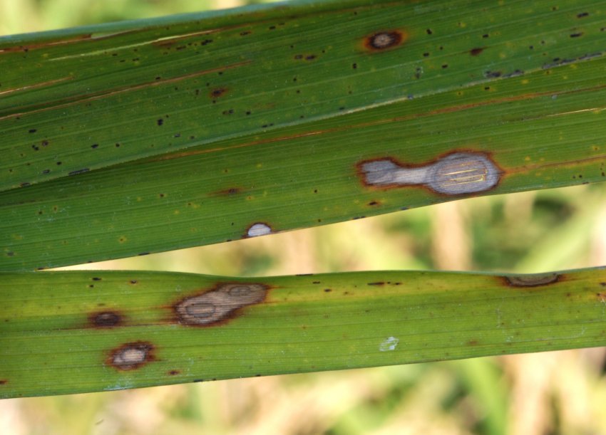 Септоріоз ірису