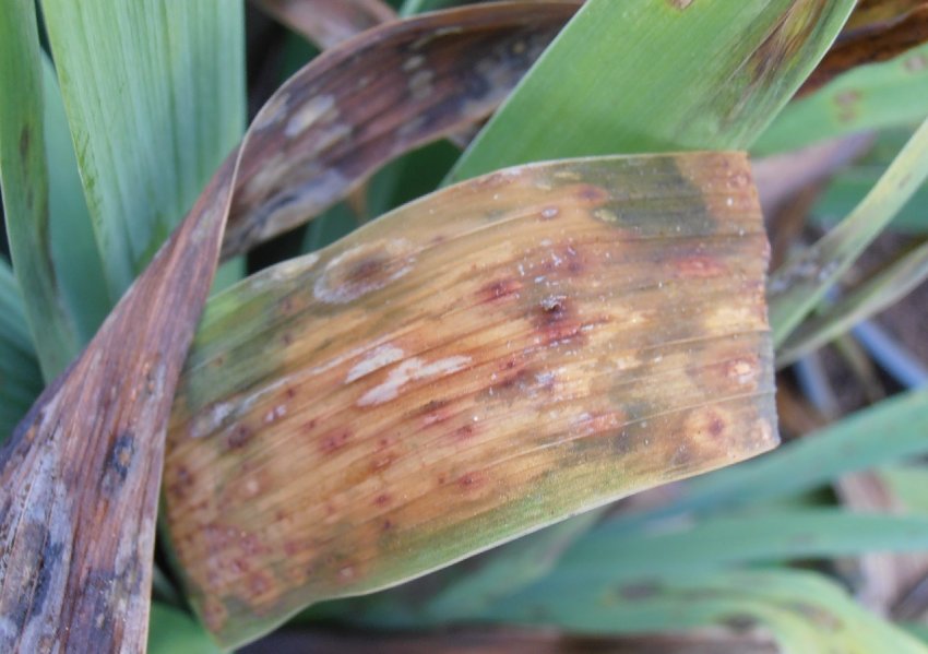 Аскохтіоз ірису