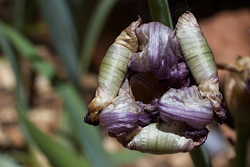 Трахеомікоз ірису