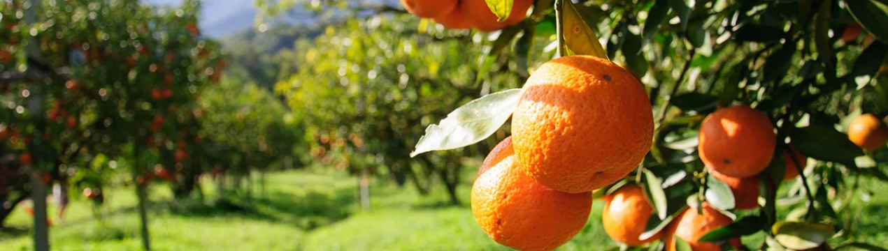 В Уругваї виробництво апельсинів знижується в урожаї 2020 року