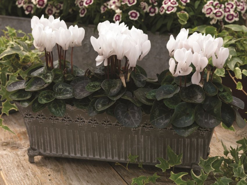 Цикламен перський в домашніх умовах Цикламен перський в домашніх умовах