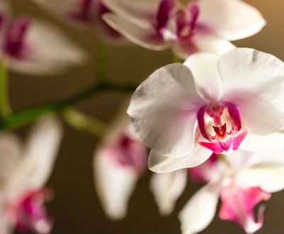 Як правильно вибрати і як зробити своїми руками горщики для орхідей