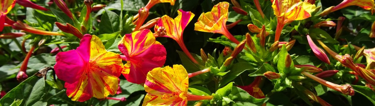 10 рослин, які цвітуть усе літо, до початку холодів