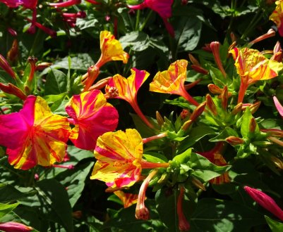 10 рослин, які цвітуть усе літо, до початку холодів