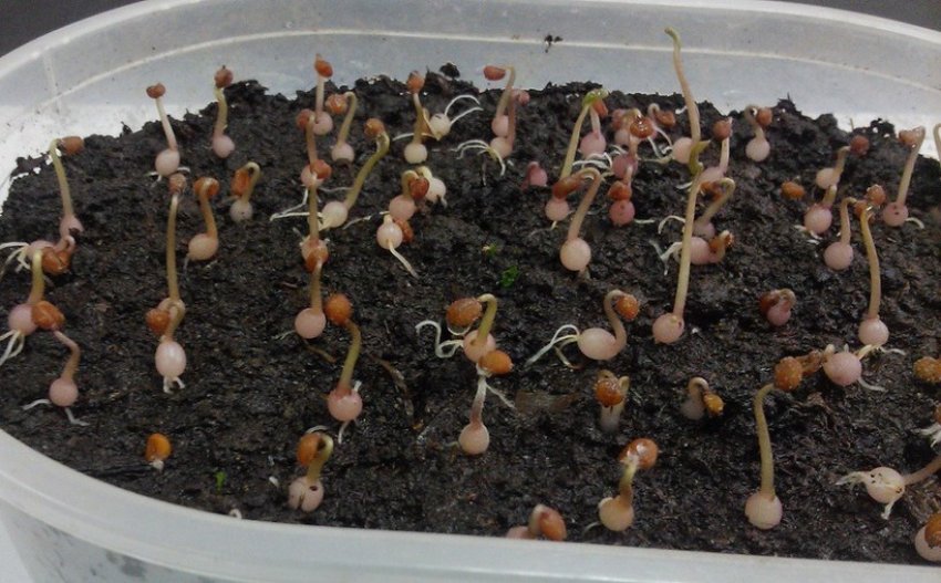 Сходи цикламена з насіння Сходи цикламена з насіння