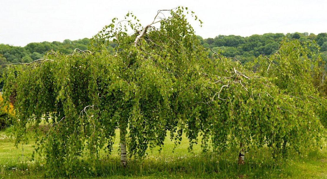 Виды повислых берез. Береза повислая Юнги Betula pendula Youngii. Береза повислая Юнги. Береза плакучая береза повислая. Береза повислая и береза бородавчатая.