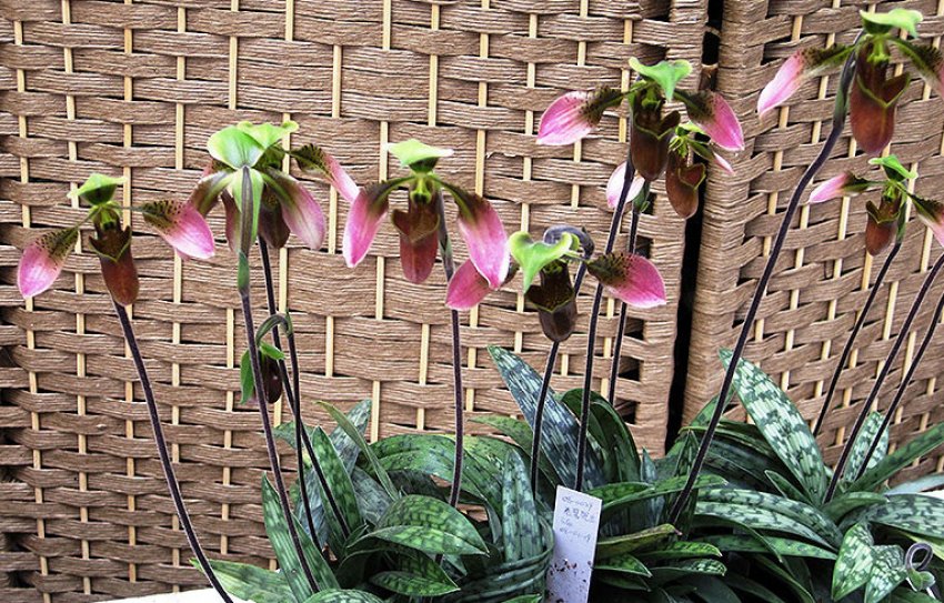 Paphiopedilum appletonianum