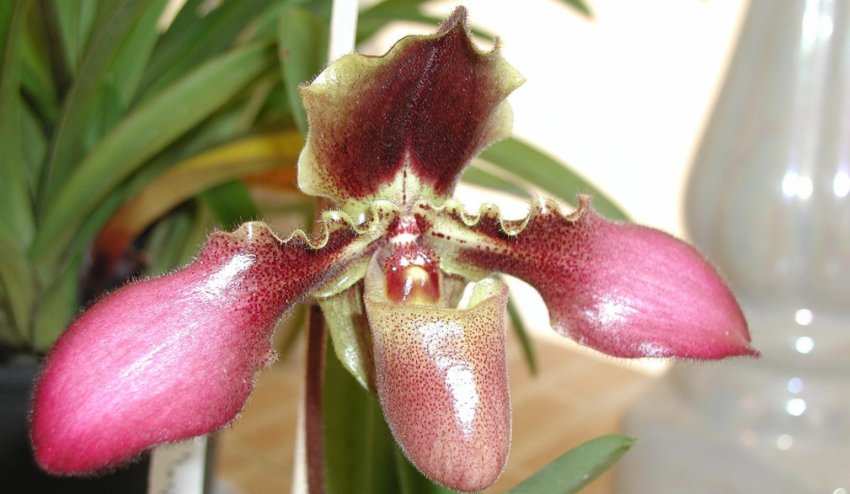 Paphiopedilum hirsutissimum