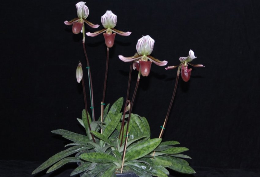 Paphiopedilum barbatum