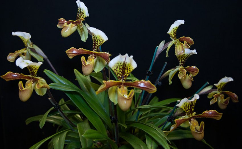 Paphiopedilum insigne