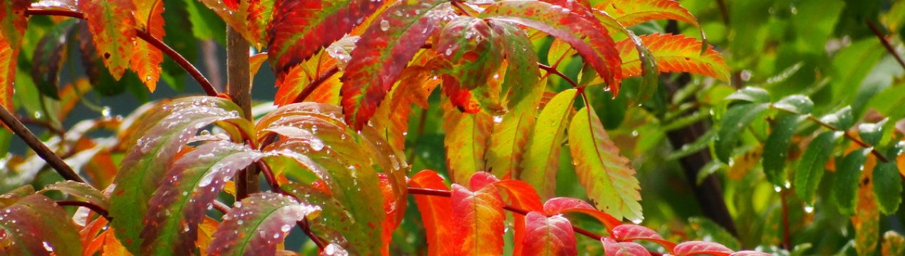 8 дерев з плакучою формою крони для вашого саду