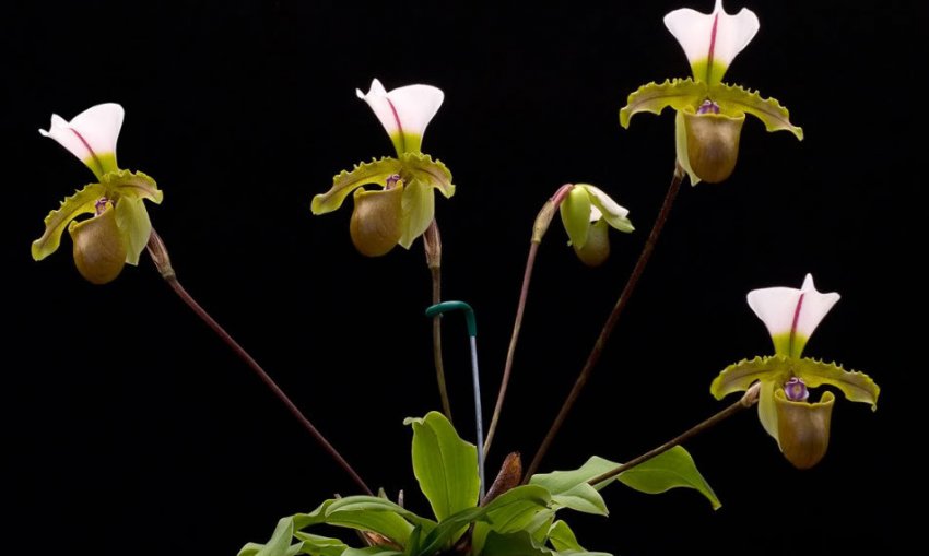 Paphiopedilum spicerianum
