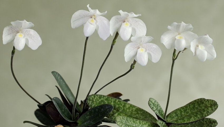 Paphiopedilum niveum