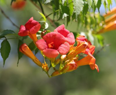 8 найпопулярніших однорічних ліан для саду