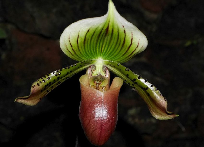 Paphiopedilum lawrenceanum