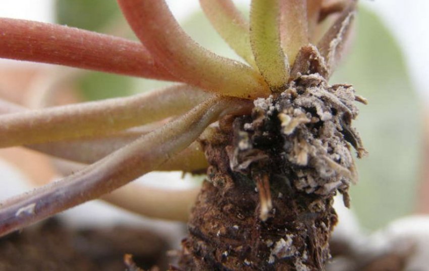 Коренева гниль Коренева гниль