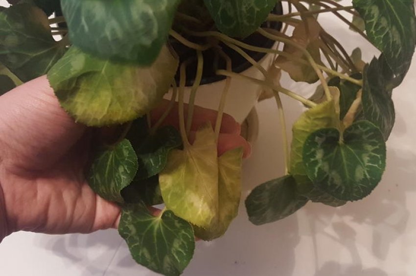 Фузаріоз Фузаріоз