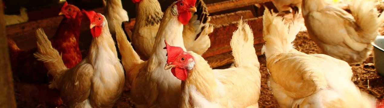 Як провести дезінфекцію в курнику