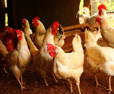 Як провести дезінфекцію в курнику