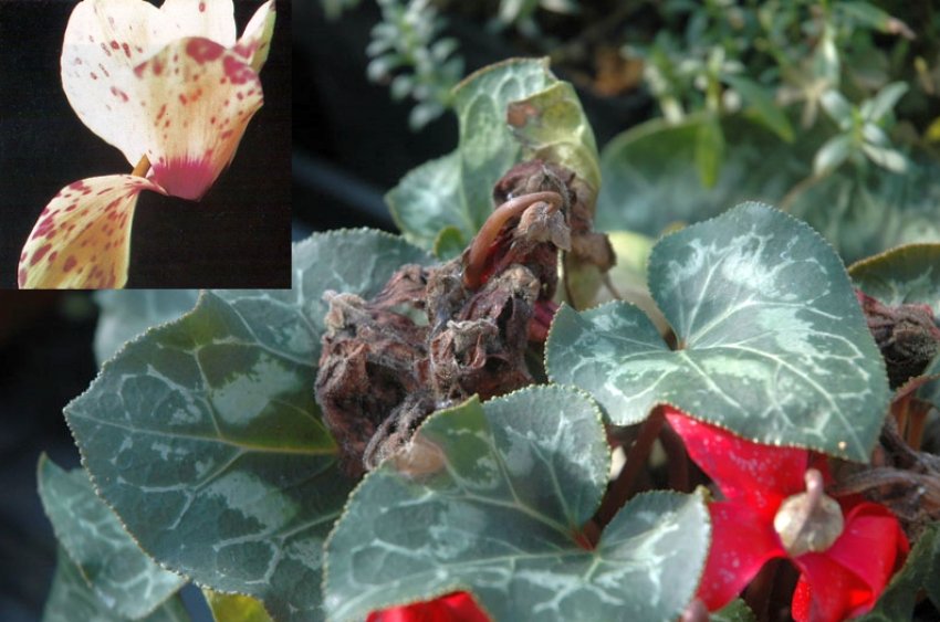 Антракноз Антракноз