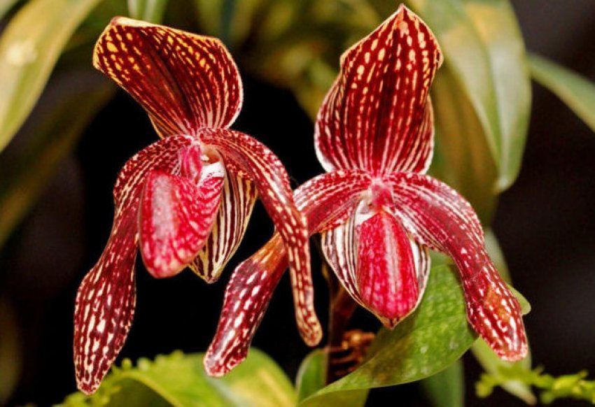 Венерин черевичок