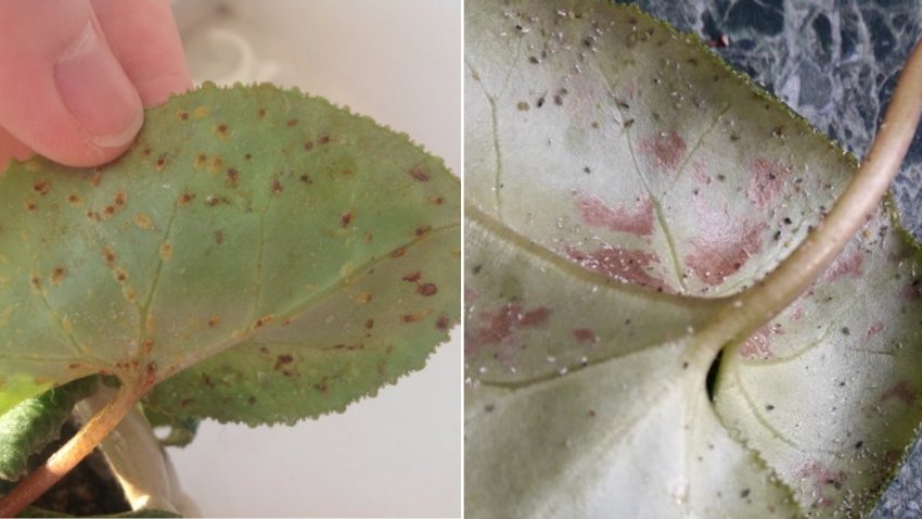 Цикламенові і павутинні кліщі Цикламенові і павутинні кліщі