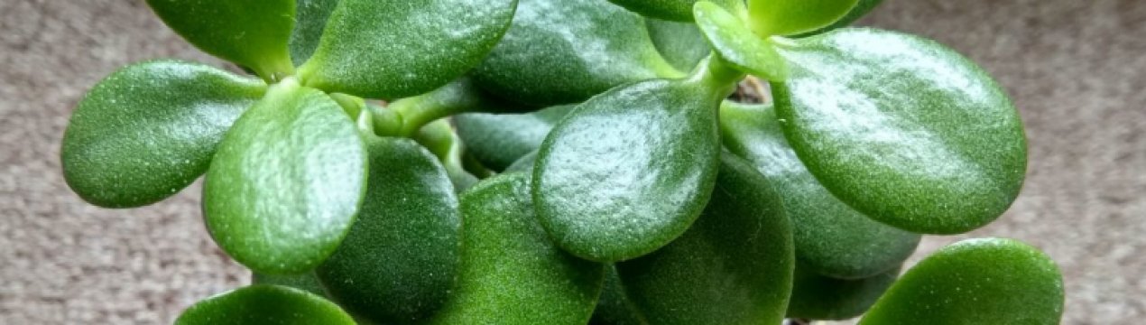 Як сформувати крону толстянки в домашніх умовах