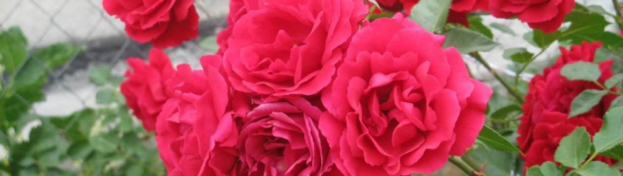 В'юнка троянда Симпатія: посадка і догляд у відкритому грунті