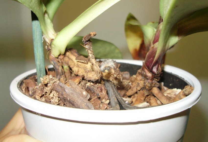 Розмноження орхідеї