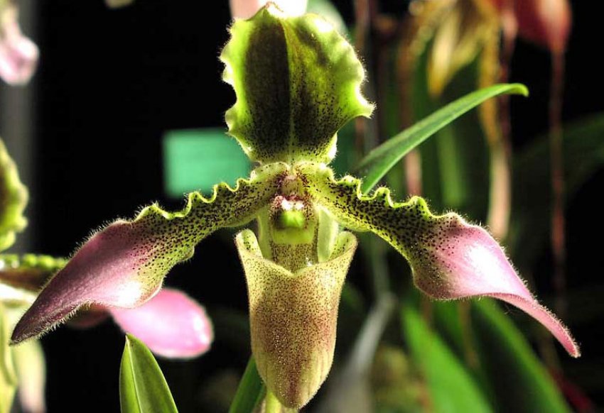 Пафиопедилум