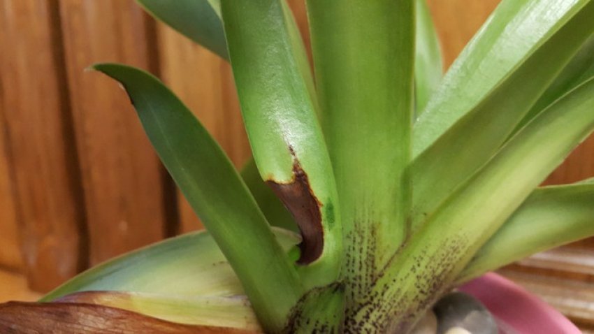 Розповсюдження коричневатости на листках