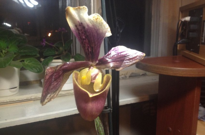 Плями на квітці