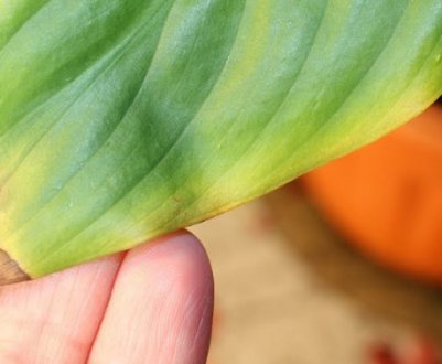 Що робити, якщо у спатифиллума чорніє листя