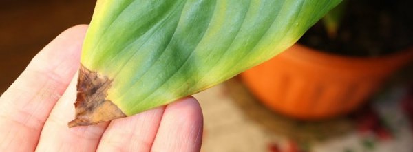 Почему у спатифиллума чернеют кончики листьев — причины и лечение