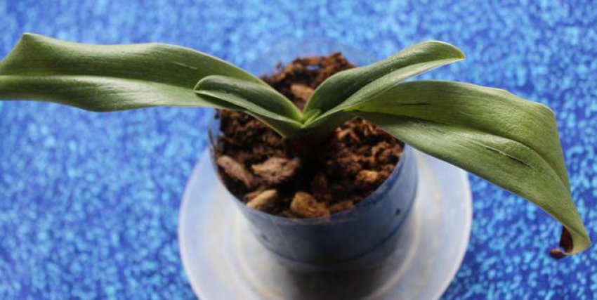 Відпадіння квітконосу