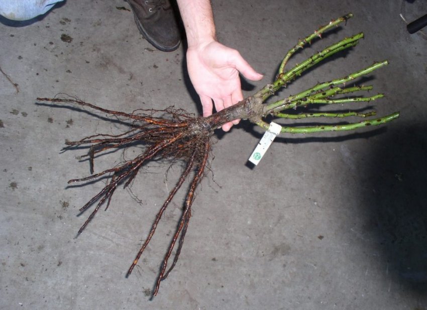 Саджанці троянд Саджанці троянд