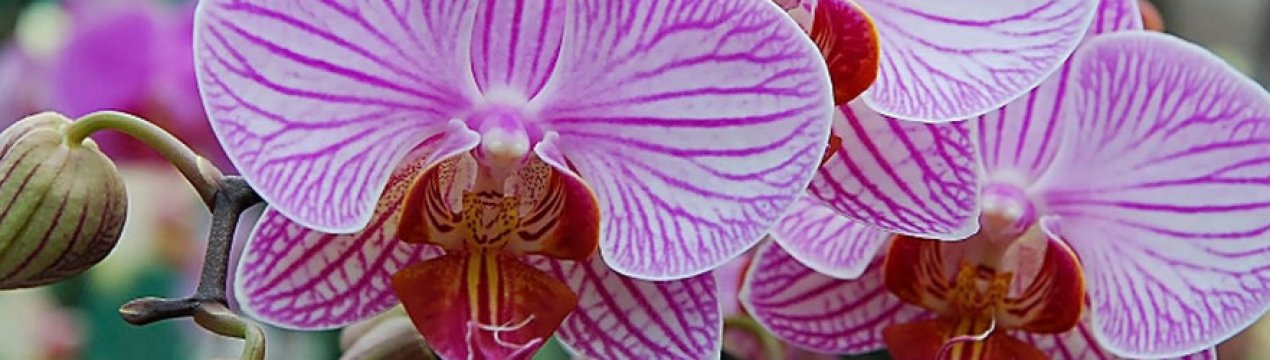 Правильний полив орхідеї в домашніх умовах