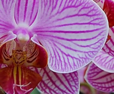 Правильний полив орхідеї в домашніх умовах