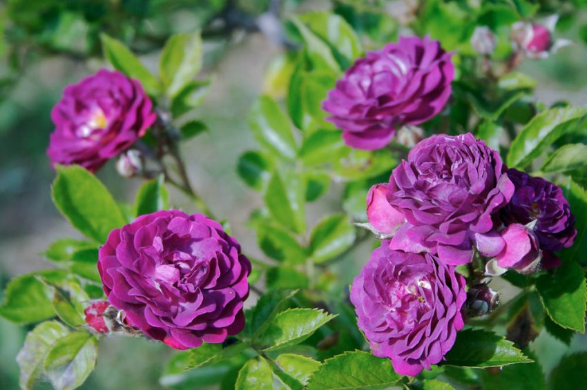 Cardinal de Richelieu