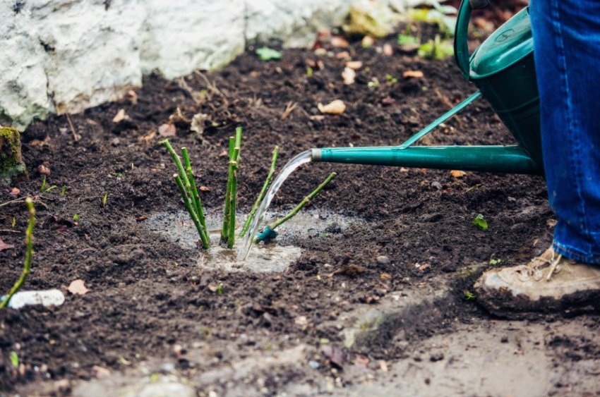 Полив троянд після посадки Полив троянд після посадки