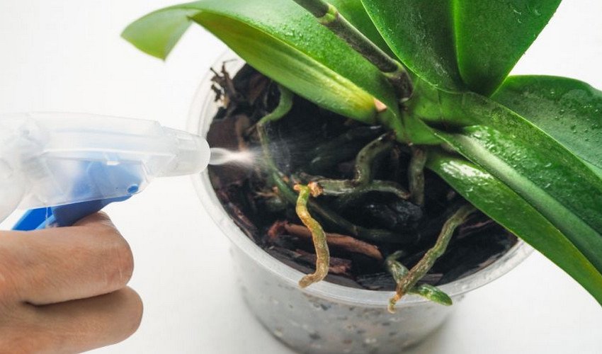 Обприскування коренів Обприскування коренів