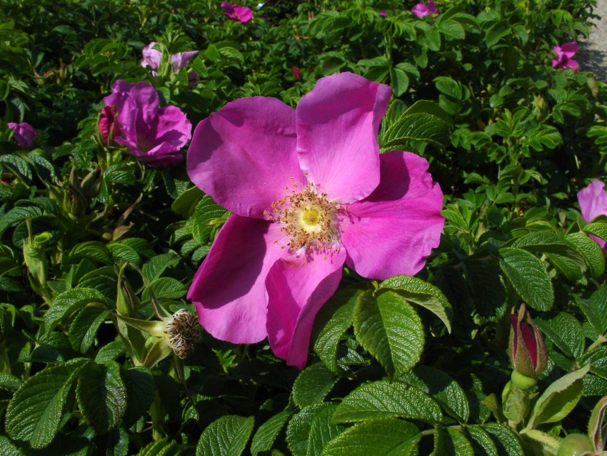 Rosa rugosa