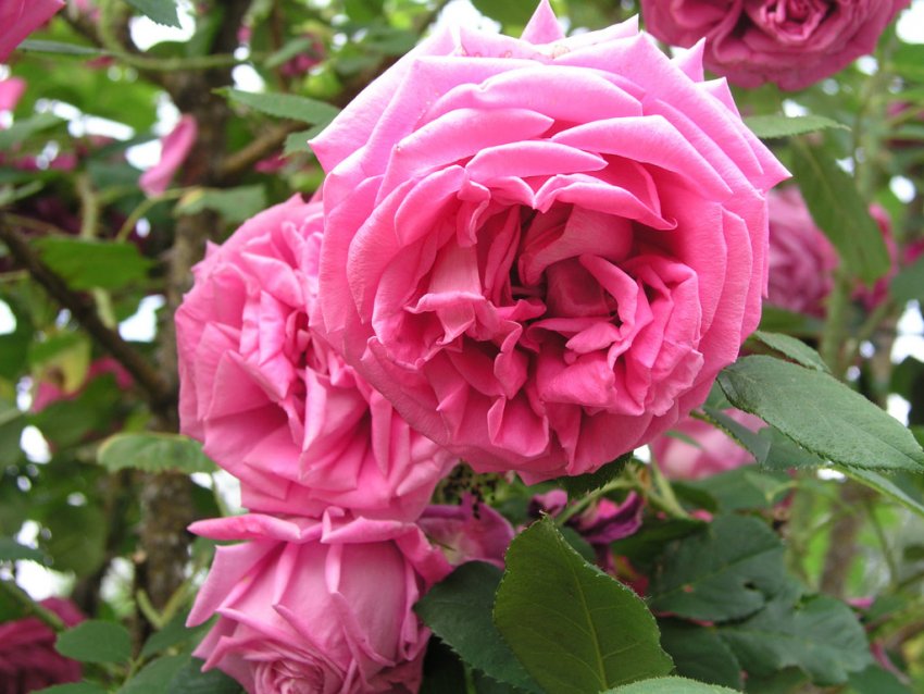 Rosa centifolia