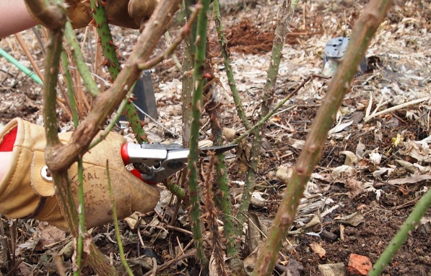Обрізка троянд восени Обрізка троянд восени